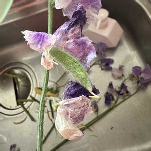 スイートピー,切り花の画像