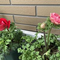 アネモネ　momo,アネモネ　momo,アネモネ（カインズ）,アネモネ（カインズ）,ベランダガーデンの画像