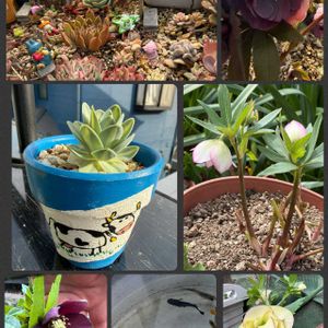 クリスマスローズ,多肉女子,錦の日,牛の日,GSミニモニ。No.17の画像