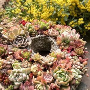 ミモザ,ミモザ,寄せ植え,多肉植物のある暮らし,多肉女子の画像