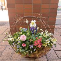 クリスマスローズ,デージー,ヒヤシンス,ムスカリ,ワスレナグサの画像