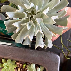 トップシータビー,花のある暮らし,多肉女子,庭,その他エクステリアの画像