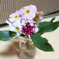 沈丁花,プリムラオブコニカ,いい香り,癒し,元気！の画像