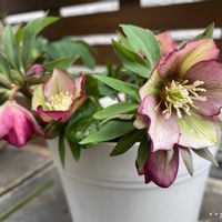 クリスマスローズ  ブラックパール,小輪咲きクリスマスローズ プチドール,ラナンキュラス　ラックス　ペネロペ,花のある暮らし,ヒヤシンス水栽培の画像