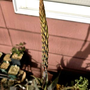 ラペイロージア ピラミダリス,アロエ ミクロスティグマ,ペラルゴニウム　ゼロフィトン,多肉植物,塊根植物の画像