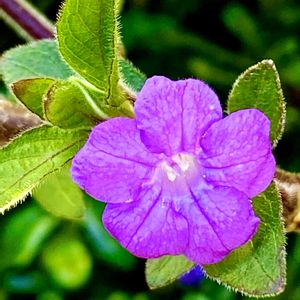 ヒメキランソウ,リュウキュウコスミレ,リュウキュウコスミレ,ケブカルイラソウ,グランドカバーの画像