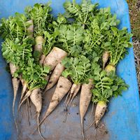 ダイコンの画像