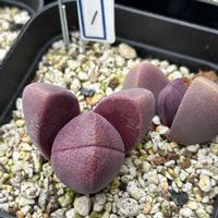 サボテン,銀手毬,紫帝玉,紫帝玉,紫帝玉の画像