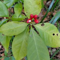 アオキ,ホウライアオキ,牧野植物園,GSに感謝。,植物観察の画像