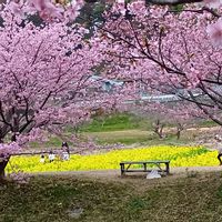 ニューサイラン,春の訪れ,ピンク大好き,日本の風景,素敵なコラボ♪の画像