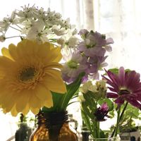 アリウム,ガーベラ,ストック,スプレーマム,切り花の画像