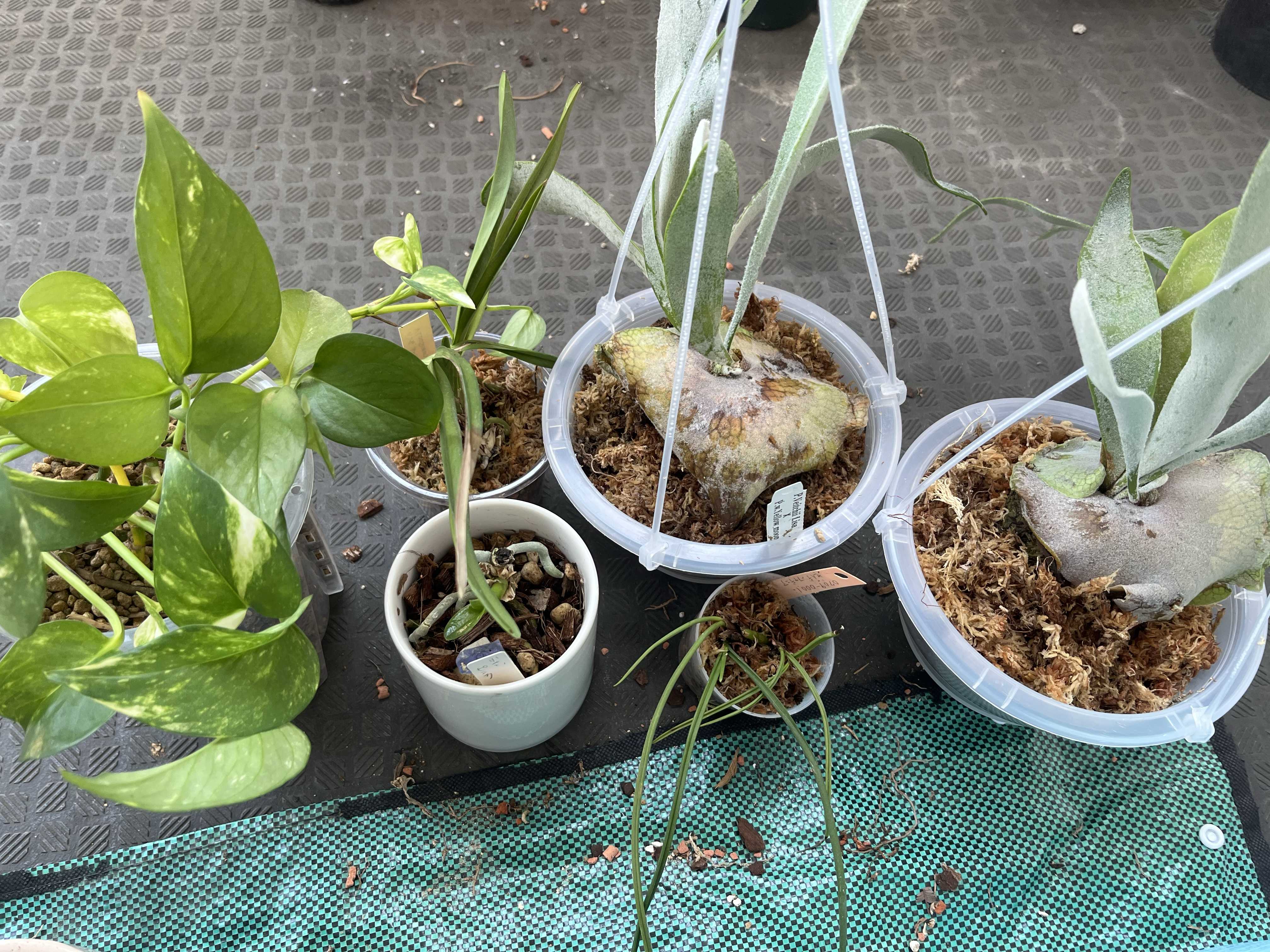 成長点の向き2 ビカクシダの森