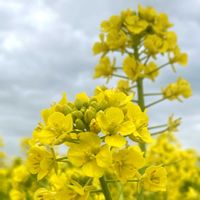 菜の花,お花,おでかけ先,花の海の画像
