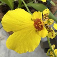 オンシジウム,お散歩の画像