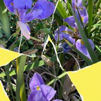 ソテツ,カンザキアヤメ,車輪梅(シャリンバイ),ウメ（梅）,花が好きの画像