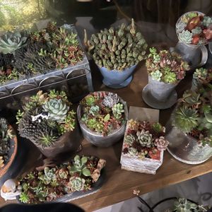 寄せ植え,多肉植物,多肉寄せ植え,自然,お庭の画像