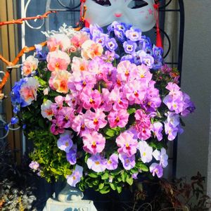 宿根ネメシア,ハンキング,ピンクの花,紫色の花,フリル咲きビオラの画像