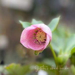クリスマスローズ,花郷園,大和園 クリスマスローズ,ナチュラルガーデン,ジャンクガーデンの画像