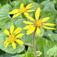 ツワブキ,ビオラ,ビオラ,オオベニゴウカン,ツワブキ(石蕗)の画像