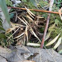 ヤシの木,クロツグ,ヤシ,癒やし, ヤシの木の画像