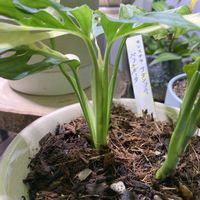 モンステラ,斑入りモンステラ,マドカズラ,モンステラ アダンソニー,モンステラ・アダンソニー斑入りの画像