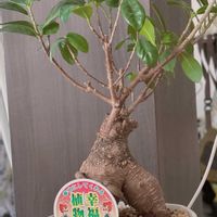 パキラ,ガジュマル,ベンジャミン,観葉植物,観葉植物のある暮らしの画像