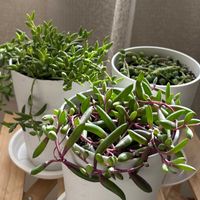 グリーンネックレス,ルビーネックレス,三日月ネックレス,R8.2.9,多肉植物の画像