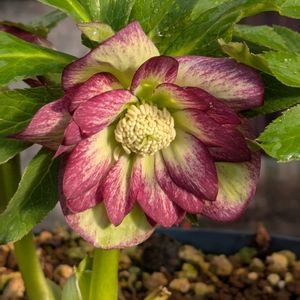 花のある暮らし,今日のお花,花いろいろ,おうち園芸,棚の画像