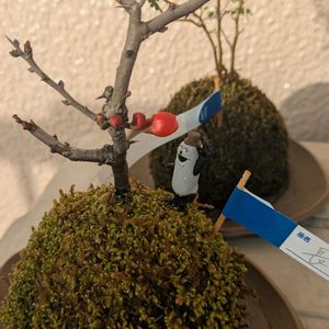 長寿梅,苔玉,苔玉,ベランダの画像