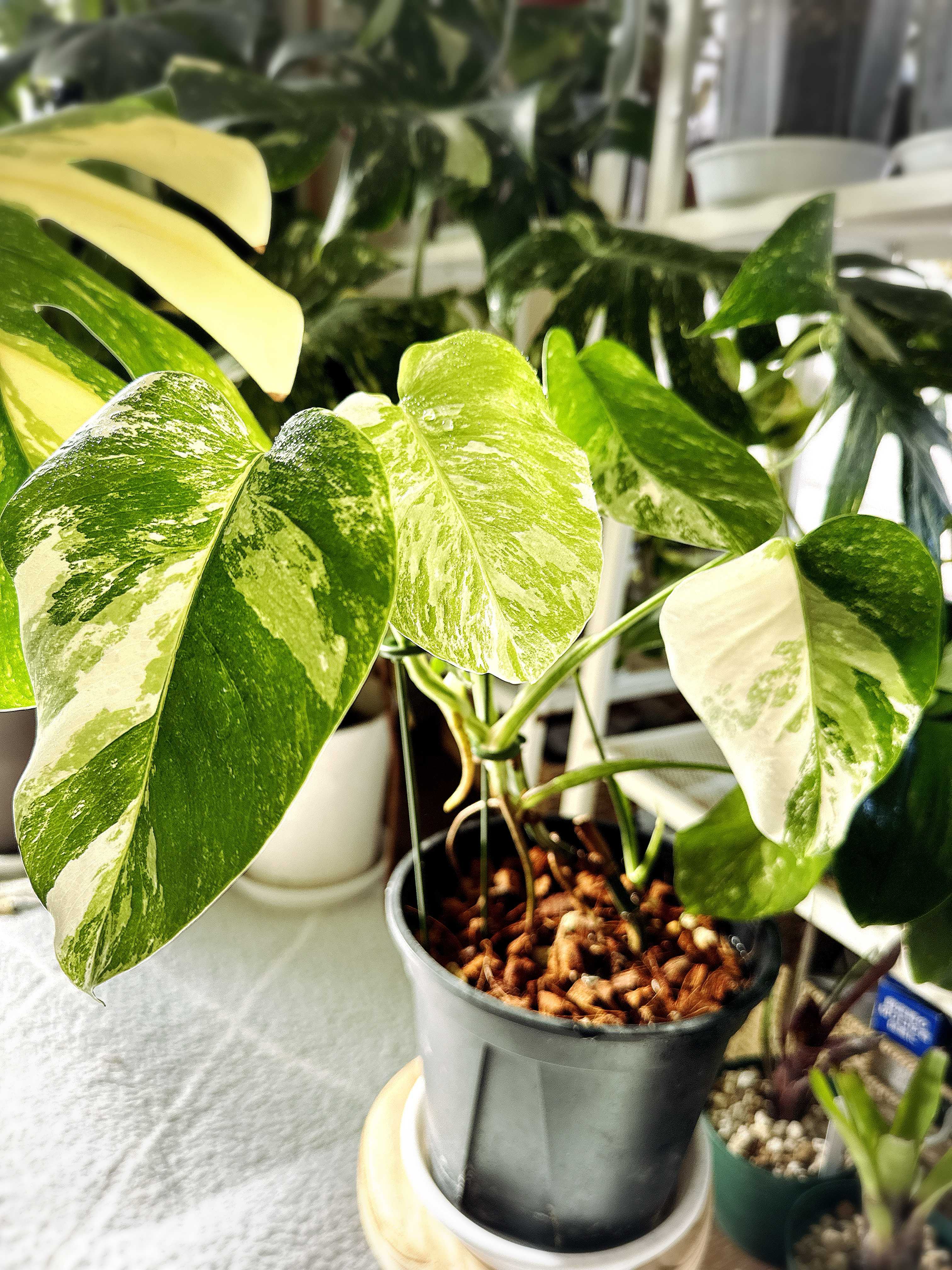 観葉植物の投稿画像 by るりすさん｜斑入りモンステラとエンジョイ