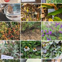 エキナセア,ザクロ,ハーブ,思い出,愛知県の画像