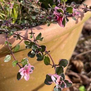 フォックスリータイム,ハーブ,ハーブのある暮らし,富山支部,2月の庭の画像