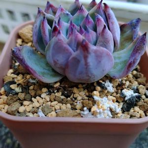 エケベリア,ブラックサバス,ブラックサバス,多肉植物,小さな花壇の画像