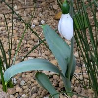 スイセン,スノードロップ,ジャノメエリカ,紅梅,ハトの画像