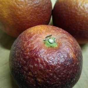 ブラッドオレンジ,キッチンの画像