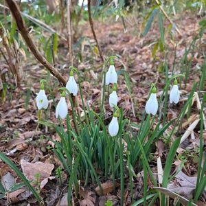 今日のお花,大船フラワーセンター,花咲く乙女たち♡,植物色の毎日♡,キッチンの画像