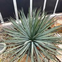 ユッカ,ユッカ ウィップレイ,ユッカ属,ドライガーデンの画像