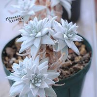 ダドレア,タニラー,ダドレア属,その他部屋の画像