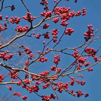 ウメモドキ,ウメモドキ,ウメモドキの実❤︎,赤い実,青空の下の画像
