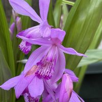 シラン,花のある暮らし,沖縄,おうち園芸,ピンクワールドへ ようこその画像