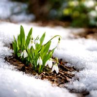 スノードロップ,ニンジン,清見オレンジ,ガガイモの 綿毛✨,今日のお花の画像