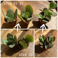 ワテルメイエリー,ブルーバード,神刀,多肉植物,成長記録の画像