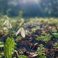 スノードロップ,スノードロップ,スノーフレーク,プリムラ,プリムラオブコニカの画像