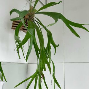 コウモリラン,ビカクシダ,コウモリラン・ビカクシダ,観葉植物,キキ　ビカクシダの画像