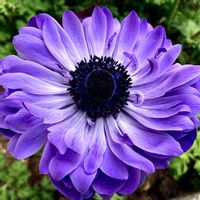 アネモネ,アネモネ・ポルト,八重咲きアネモネ　ポルト ダブルブルー,八重咲きアネモネ　ポルト ダブルブルー,鮮やか の画像