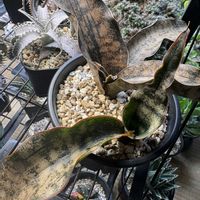 サンスベリア,キルキー プルクラ コッパートーン,多肉植物,成長記録,サンセベリア属の画像