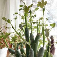 七宝樹,セネシオ 七宝樹,多肉植物,われら17年組,北国の窓辺の画像