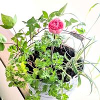 アネモネ,スノードラゴン,リュウノヒゲ,鉢植え,スマホ撮影の画像