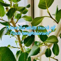 フィカス,フィカス ベンガレンシス,森林浴,熱帯植物,フィカス属の画像