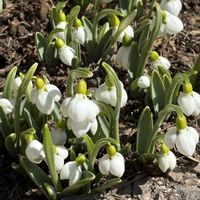 クリスマスローズ,スノードロップ,花のある暮らし,緑のある暮らし,イングリッシュガーデンの画像